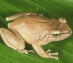 Eletherodactylus coqui, image http://animaldiversity.org