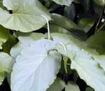 false kava flowers and leaves image