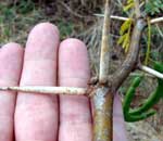 long-thorn kiawe