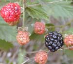 Blackberry leaf image