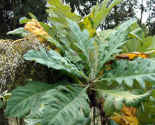 Bocconia leaves and fruit