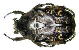 oriental flower beetle