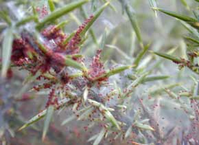 Ulex red two-spotted spider mite