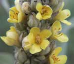 Verbascum thapsus flower image